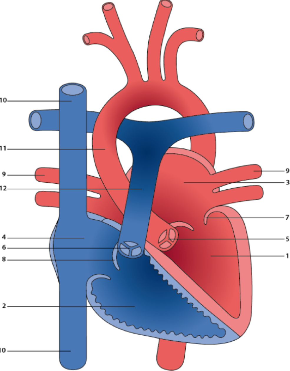 Schema anatomico del cuore normale con camere cardiache, valvole e principali vasi sanguigni